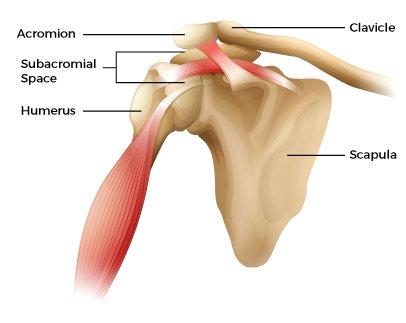 Subacromial Space